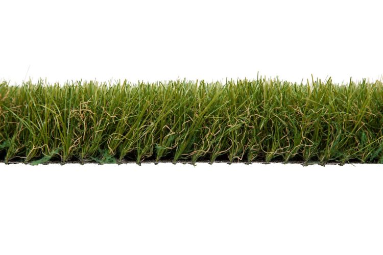 Turfgrass 